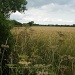 An English Hedgerow,in Summer. by moominmomma