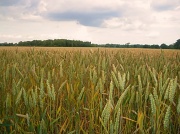 19th Jul 2011 - Ripening Corn.