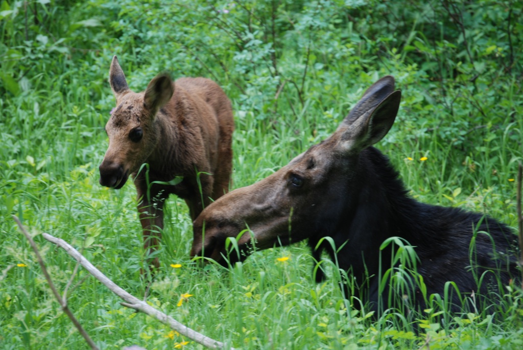 Mama and baby moose by graceratliff