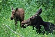 19th Jul 2011 - Mama and baby moose