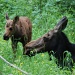 Mama and baby moose by graceratliff