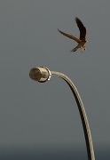21st Jul 2011 - I decided to feature that ever present lightpole outside my balcony  when some Nankeen Kestrel with a grasshopper in its clutches decided to jump into the shot 