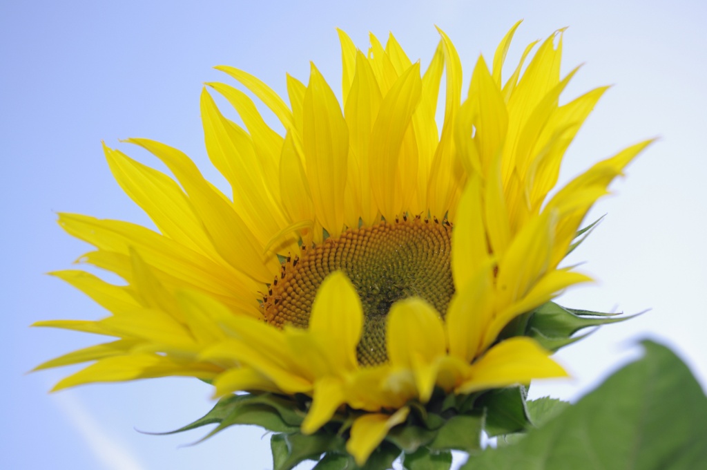 Sunflower by karendalling