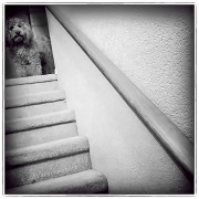 21st Jul 2011 - Dog on a Stair