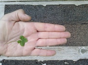 21st Jul 2011 - Four-Leaf Clover of the Day