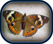 24th Jul 2011 - Buckeye Butterfly
