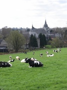 10th Apr 2010 - 'Moo Cows' 