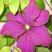 climbing clematis by jmj