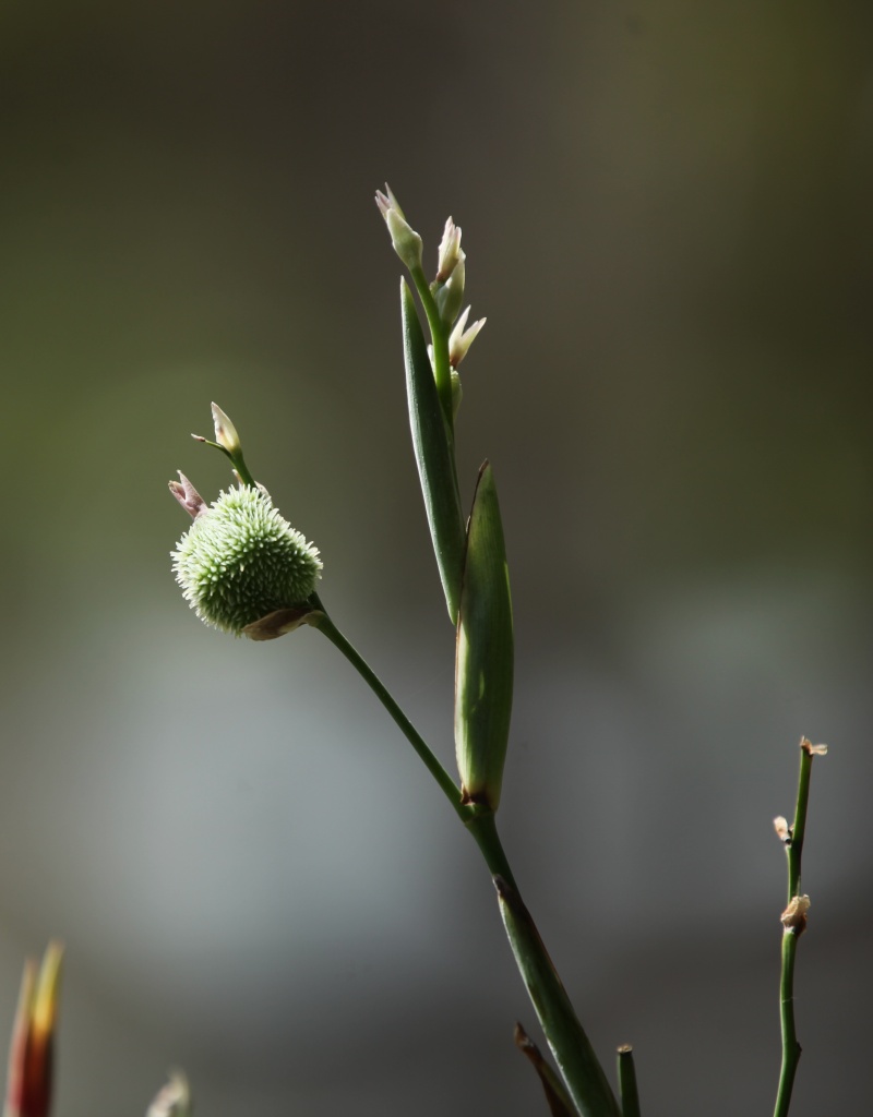 budding flowers - I liked the fuzzy/spikey bud on this flower and the way the light bathed it  by lbmcshutter