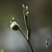 budding flowers - I liked the fuzzy/spikey bud on this flower and the way the light bathed it  by lbmcshutter