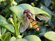 22nd Jul 2011 - Hoverfly