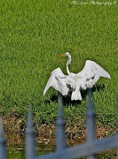 22nd Jul 2011 - Great White Heron