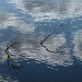 Fallen, drowning branch - Seeking rescue and finding - The summer sun's light by dulciknit