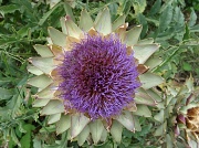 21st Jul 2011 - Artichoke flower