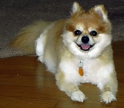 22nd Jul 2011 - Puppy Smiles