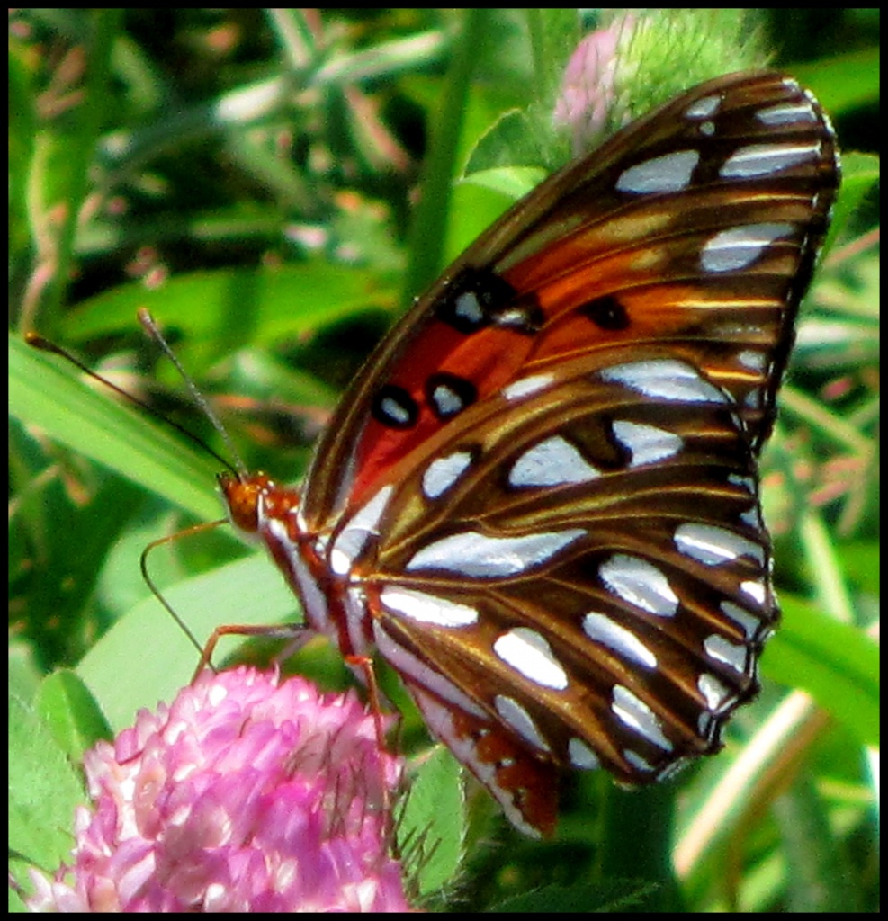 Butterfly Field by cjwhite