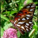 Butterfly Field by cjwhite