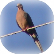 22nd Jul 2011 - Bird on a Wire