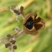 Lily seed pod by kdrinkie