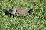 23rd Jul 2011 - Mud Turtle