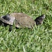 Mud Turtle by stcyr1up