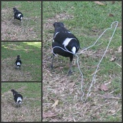 23rd Jul 2011 - Our Nesting Magpie