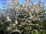 19th Apr 2010 - Blossom