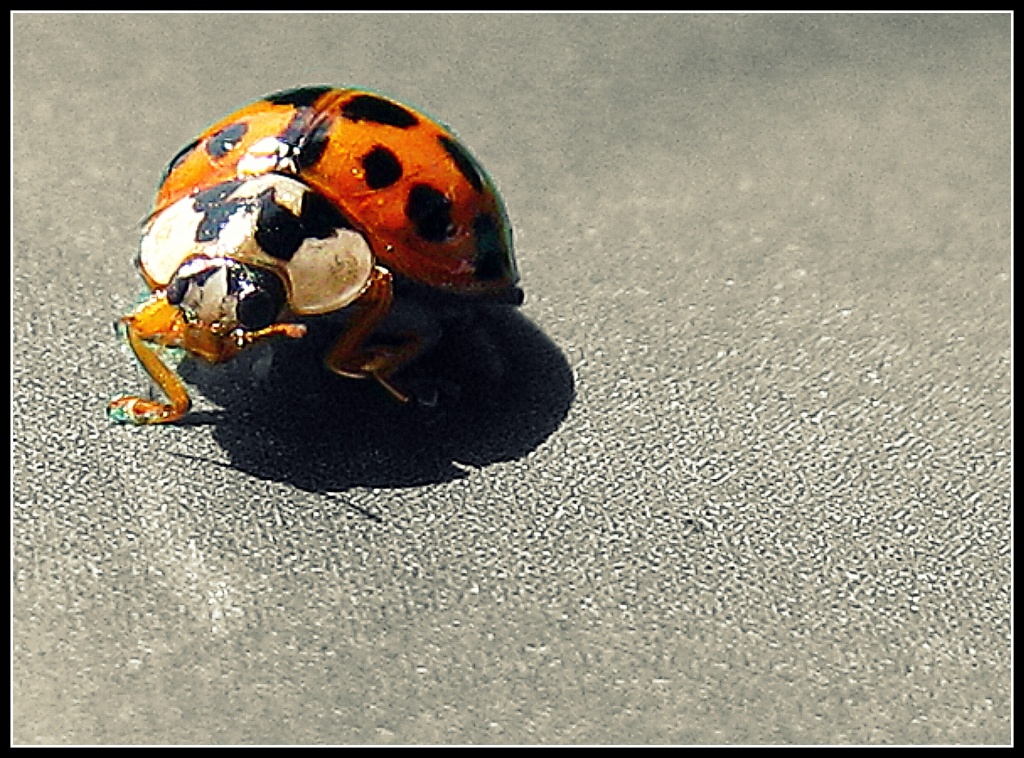 Ladybird, ladybird, fly away home ...  by sarahhorsfall