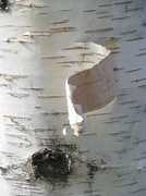 17th Apr 2010 - Shedding bark