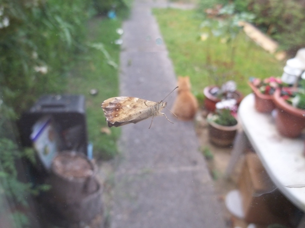 A mega moth? by rosbush