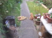 19th Jul 2011 - A mega moth?