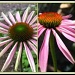 Coneflower Collage 2 by olivetreeann