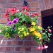 Hanging Baskets (Take 2) by phil_howcroft