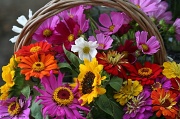 23rd Jul 2011 - A Basket of Blooms