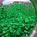Green Legos by dakotakid35