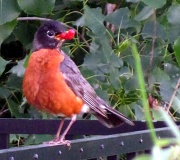 21st Jul 2011 - Robin with berries