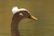 23rd Jul 2011 - Lady duck