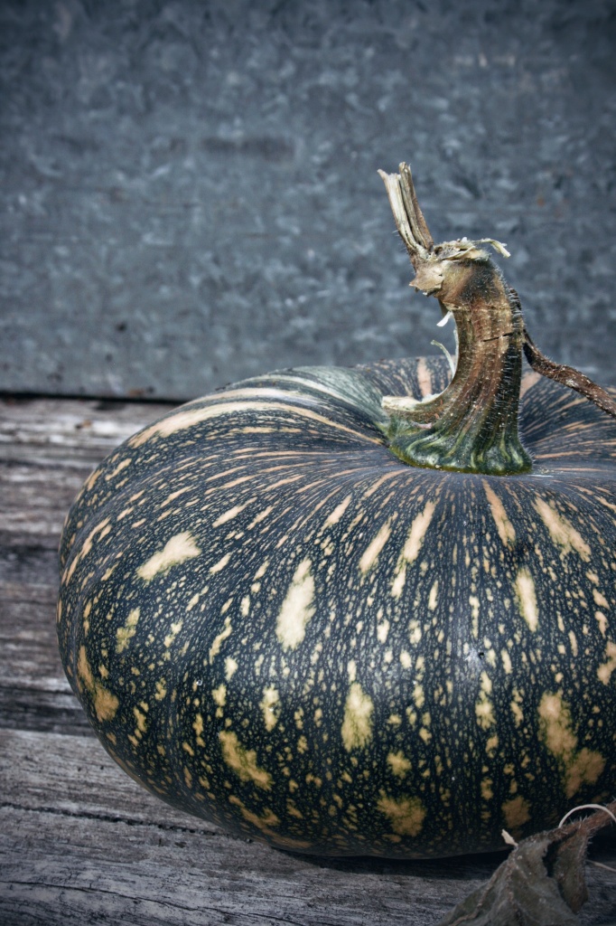 surprise pumpkin by corymbia
