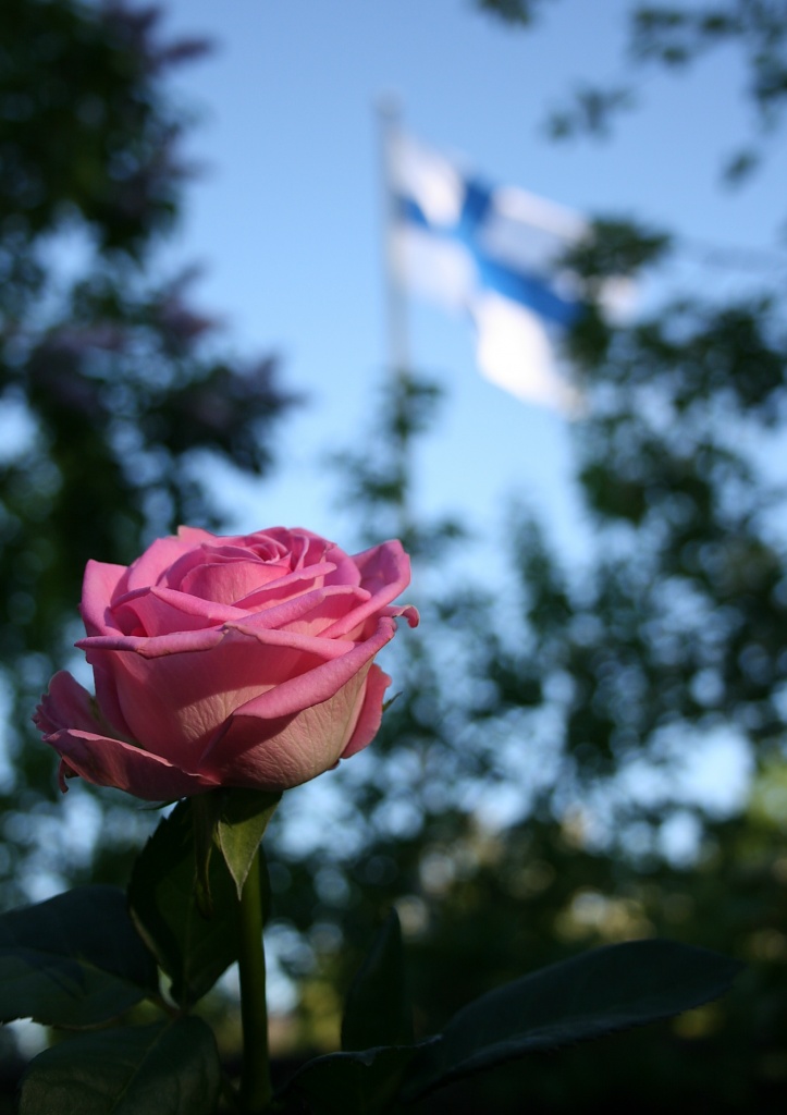 365-IMG_1281 Rose and flag by annelis