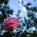 365-IMG_1281 Rose and flag by annelis