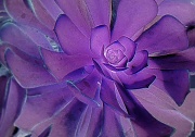 24th Jul 2011 - violet spiral