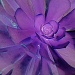 violet spiral by reba
