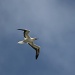 Red Footed Booby Bird - from my balcony by lbmcshutter