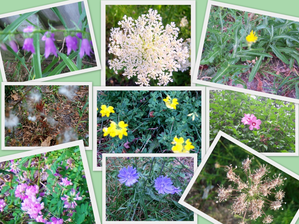 BEAUTIFUL WEEDS OR RATHER WILD FLOWERS. by bruni