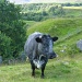friendly bovine by jmj