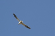 20th Jul 2011 - White-tailed Kite..... Obviously
