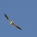 White-tailed Kite..... Obviously by robv