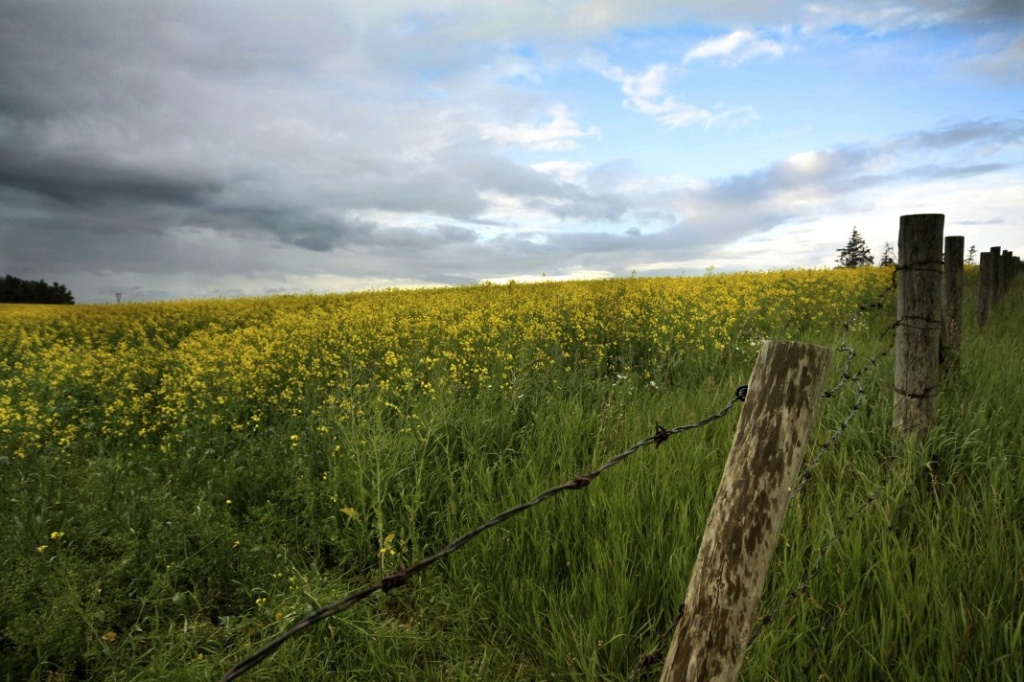 Another Yellow Field by laurentye