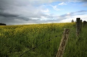 23rd Jul 2011 - Another Yellow Field