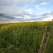 Another Yellow Field by laurentye